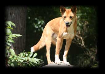 Dingo